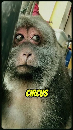 Who Is Xing Xing? The Inspiring Story of a One-Armed Monkey 🐒