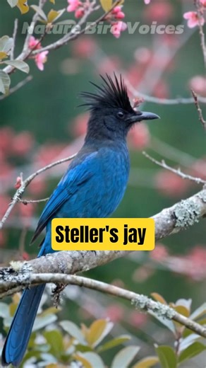 Steller's jay | Cyanocitta stelleri #birds #birdsong #birdsounds