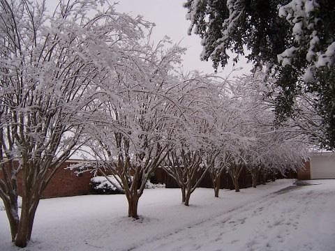 The Crape Myrtle Company Online Catalog