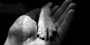 Understanding At-Home Pet Euthanasia: A Compassionate Decision