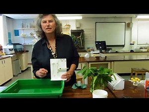 Setting up a potometer