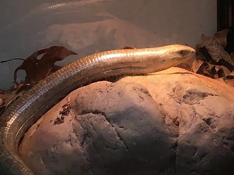 Giant European Legless Lizard Care
