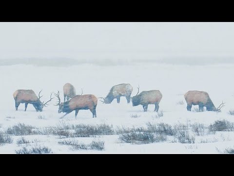 Where do Elk go in the winter? (Wildlife Migration)