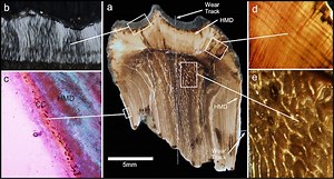 Triceratops' Teeth Turned Into Slicing Machines While Chewing