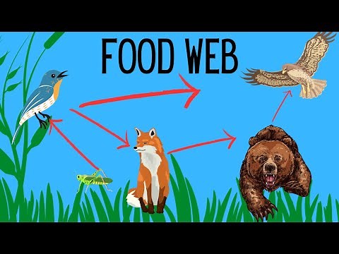 What is a Food Web?
