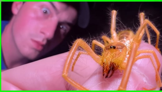 Why camel spiders trigger fear across desert regions