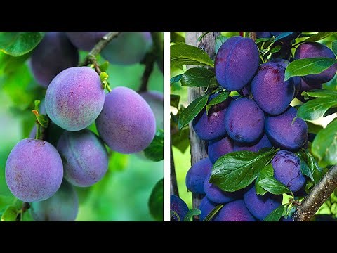 How to Plant Plums: Easy Fruit Growing Guide