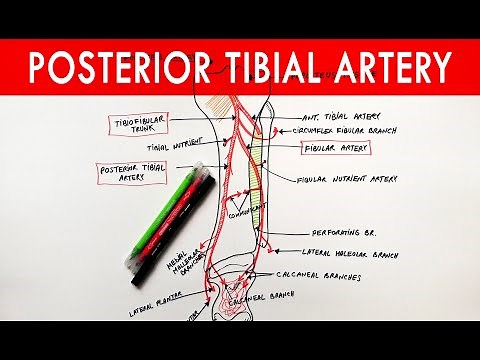 Posterior tibial artery - Origin, Course, Branches | Anatomy Tutorial