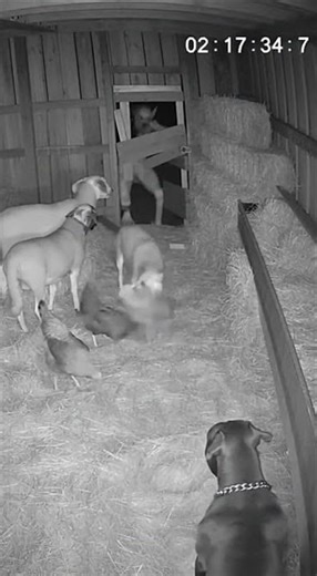 Pitbull Defends Farm Shed After Creepy Creature Breaks In | Night CCTV