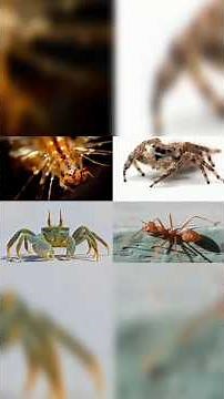 What are invertebrates? What living things are invertebrates?