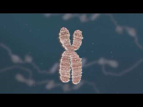 Chromatin Biology: Epigenetics and the Regulation of Gene Activity