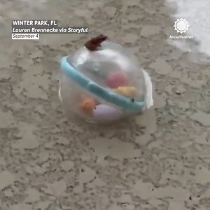 20K views · 359 reactions | When the storms rolled in, this little frog found the perfect spot to ride it out.  | AccuWeather | Facebook