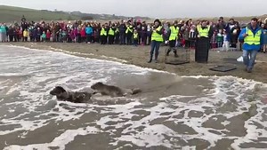 5.9K views · 262 reactions | Gilgamesh, Tristan and Toothless bounced...