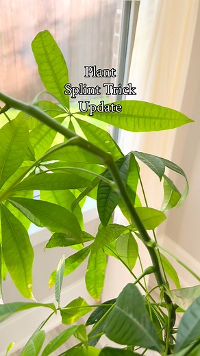 Remember that bent money tree branch from a few months ago? 🌿 It’s standing straight now! A simple DIY support helped it heal and stay strong — proof that a little patience goes a long way. 💚 #plantcare #moneytree #houseplants #plantlover #plantgrowth #planttips #plantrehab #greenthumb plant recovery hack | money tree care | stem support trick | easy plant fix | indoor plant tips | JacquelynGrows