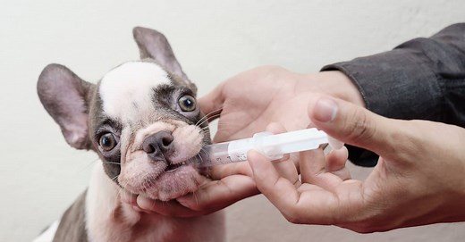 Meloxidyl Dosage Chart for Dogs: Risks, Side Effects, Dosage, and More