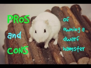 PROS and CONS of owning a dwarf hamster