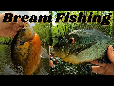 " bream fishing, catching Shell crackers and blue gills - tips and tricks "