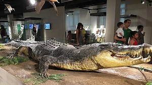 The Largest Saltwater Crocodile Ever Recorded