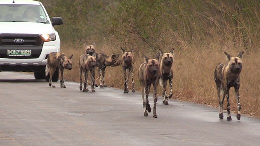 Watch a captivating sighting of the African Wild Dogs in Kruger National Park, South Africa. #amazing #wildlife #safari #nature #animals | Wildest Kruger Sightings