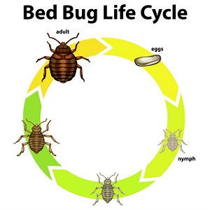 What to Know About Bed Bugs’ Life Cycle
