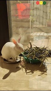 Bunny eating home made Hay and making crunchy sound while eating #pets #shorts