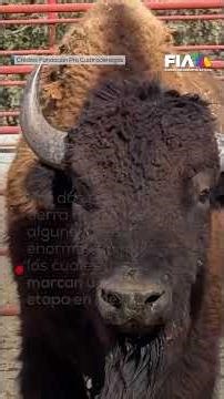 ¡REGRESAN TRAS DOS SIGLOS! | Bisontes americanos vuelven a habitar en Coahuila para conservación