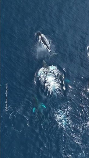 Everyone, even whales, need to take a breather! 🐳 #NationalGeographic