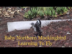 Baby Northern Mockingbird Learning to Fly