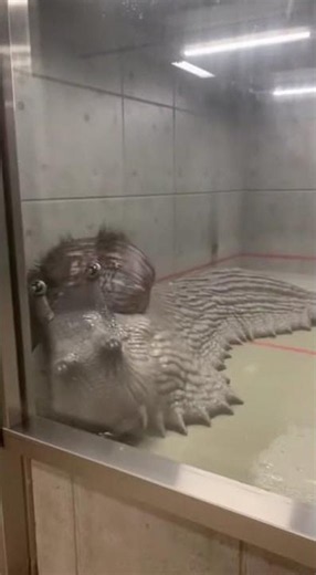 Alienoid Screaming Creature in Containment #shorts
