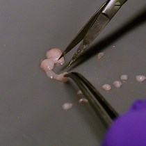 Video: Measuring the Rate of Lipolysis in Ex Vivo Murine Adipose Tissue and Primary Preadipocytes Differentiated In Vitro