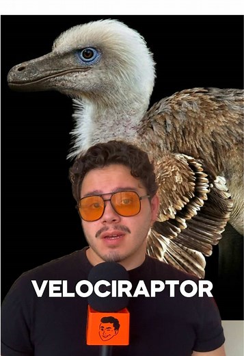 Exploring the Velociraptor: Facts and Fascinating Insights