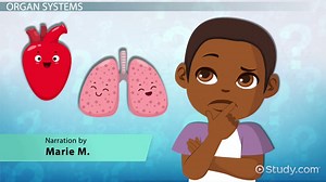 Organ Systems Lesson for Kids