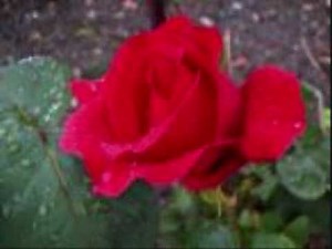 Anita Bryant - Paper Roses (1960 Music Video) | #96 Song