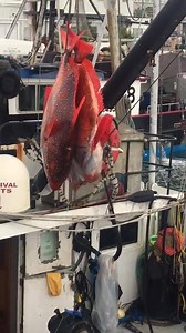 17 reactions | Beautiful Opah landed in San Diego by Captain John...