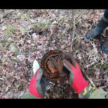 Ww2 relic hunting A finding from the World War era This content is sh