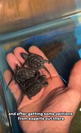Releasing Baby Snapping Turtles into Their Natural Habitat