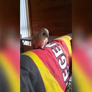 8.2M views · 93K shares | Somebody wash this cockatoo's mouth out with soap!  via ViralHog | UNILAD | Facebook