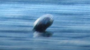 Canada’s Loch Ness monster caught on video