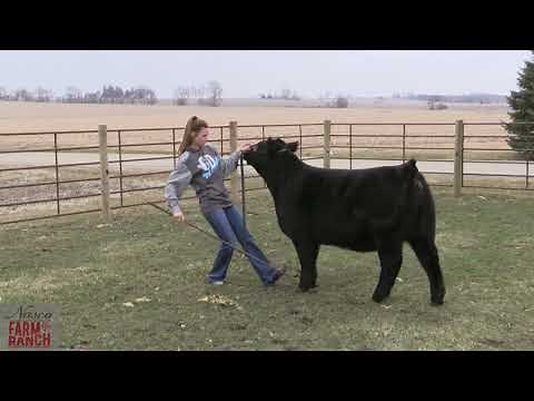 Beef Cattle Showmanship Tips from Nasco & CD Show Cattle