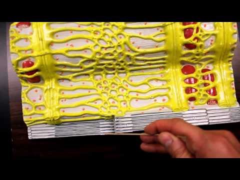 MUSCULAR SYSTEM ANATOMY:Muscle fiber with sarcomere model description