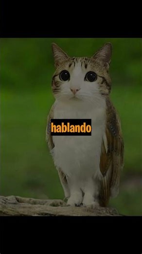 THE MOST LOVED MEME OF 2025