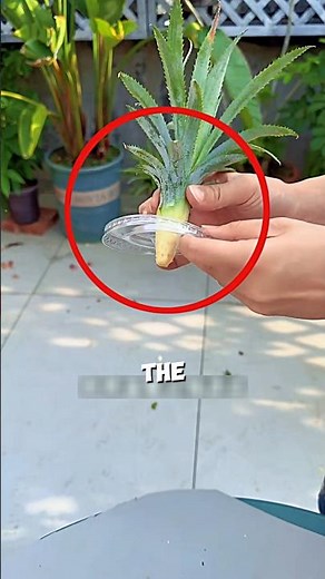 Pineapple Seedling Preparation Process🍍🤯#farming