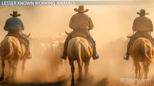 Working Animals | Types & Examples - Video | Study.com