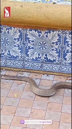 Cobra Spotted on Taleigao Road #KingCobra #Taleigao #GoaNews #WildlifeAlert #SnakeOnRoad #GoaUpdates #WildlifeInGoa #ForestDepartment #StayAlert | Prudent Media