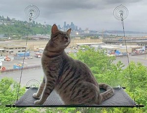 16 Best Cat Window Perches, Hammocks, Beds, and Seats with Reviews | Pet Care Advisors