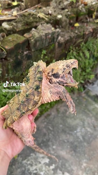 Exploring the Unique Hypo Alligator Turtle Species