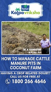 79K views · 1.3K reactions | Managing cattle manure pits in a coconut...