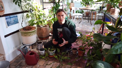 REPOTTING HOUSEPLANTS - Should You Repot, How to Know, Tips & Examples Repotting Indoor Plants