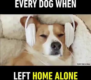 83K views · 1.5K reactions | When you're home alone and have the house to yourself!  | Why Laugh Alone | Facebook
