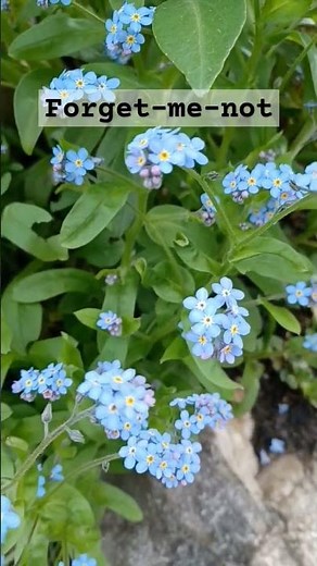 Forget me not Flowers | Spring Flowers | Myosotis sylvatica | Self Sown Flowers